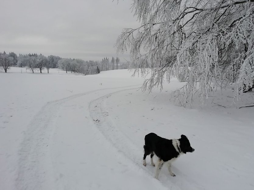 Während der Schnee im Tal verschwunden ist, hält sich die weiße Pracht im Harz noch (Foto: W. Jörgens)