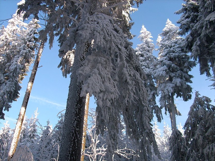 Derart mit Schnee und Eis behangene Baumkronen, Äste oder Wipfel können unter der Last plötzlich brechen und herabstürzen. Waldbesuchende sollten Vorsicht  (Foto: Mathias Stürtz)