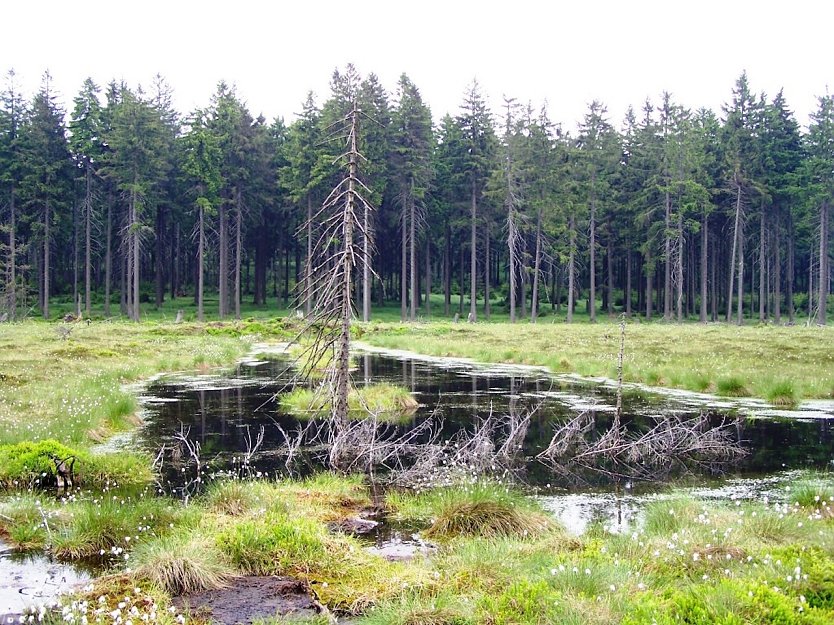 Ökologisch intakte Moore sind -gerade im Frühjahr- natürliche (Hoch)Wasserspeicher, wie hier das Saukopfmoor im Forstamt Finsterbergen (Foto: ThüringenForst)