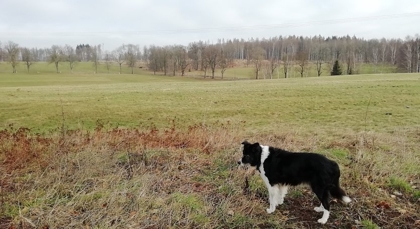 Unser Harzer Wetterhund vermeldet heute 4 Grad plus bei leichter Bewölkung und Windstille  (Foto: W.Jörgens)
