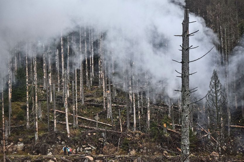Die Thüringer Wälder wurden in den letzten Jahren übel mitgenommen (Foto: Friedhelm Petzke)