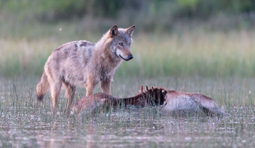 Wolf mit erbeutetem Opfer (Foto: Jürgen Borris)