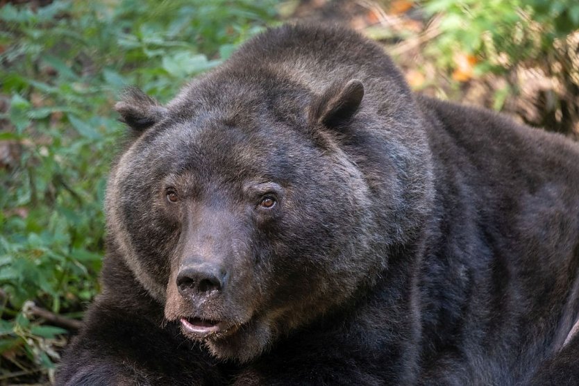 Braunbär Max ist nach 23 Jahren im Bärenpark friedlich eingeschlafen (Foto: Bärenpark Worbis)