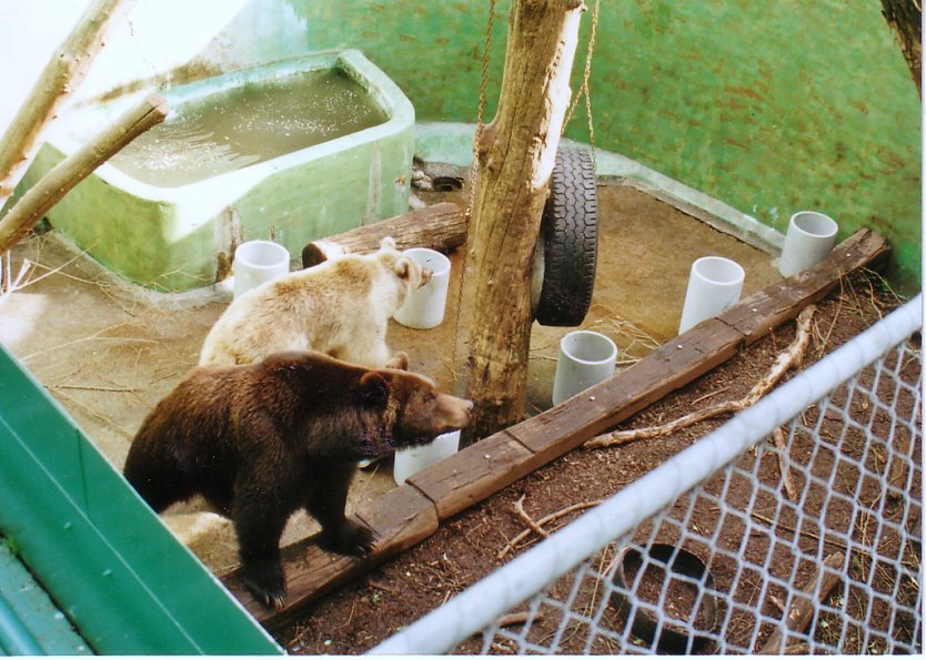 Seine ersten Jahre verbrachte Max im "Bärengraben" auf gerade einmal 36 Quadratmetern (Foto: Bärenpark Worbis)