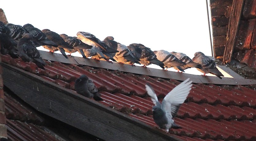 Hunderte von Tauben belagern die Dächer und Höfe in Bad Langensalza (Foto: emw)
