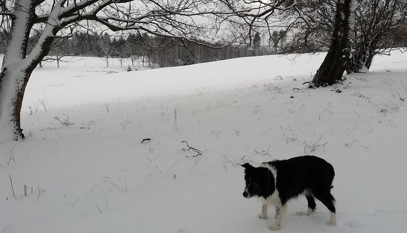 Minus 3 Grad, schwacher Wind und 5 Zentimeter Neuschnee erwarteten unseren Harzer Wetterhund heute Morgen in Sophienhof   (Foto: Wolfgang Jörgens )