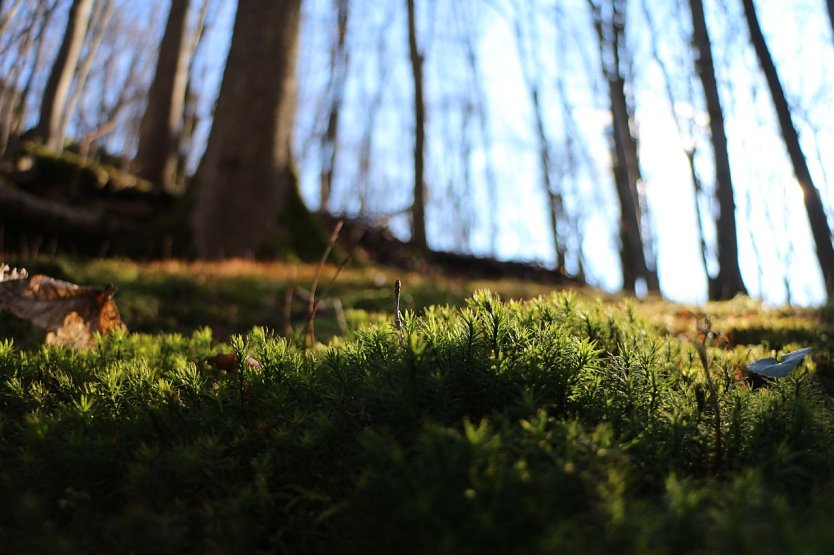 Im Wald regt sich der Frühling (Foto: nnz-Archiv)