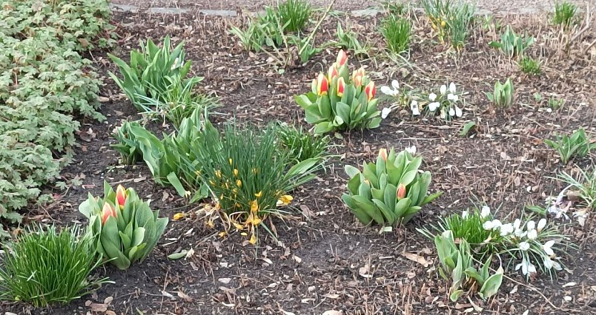 Unser Wetterbild kommt heute von Familie Leipold die diese Frühlingsboten beim Spaziergang in einem Vorgarten entdeckte (Foto: T. Leipold)