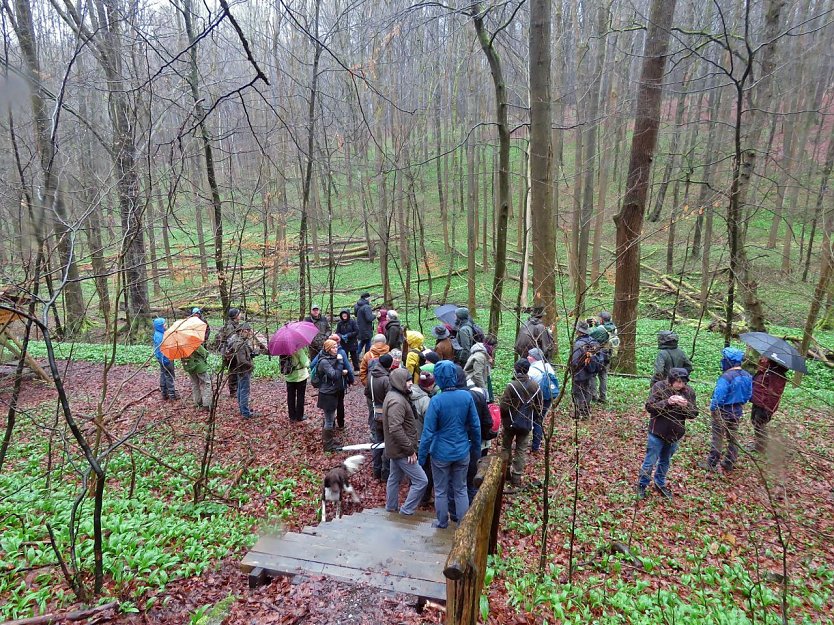 Abgerundet wurde die Tagung am Sonntagvormittag mit einer Exkursion in die alten Buchenwälder des Nationalparks.  (Foto: Denny Juchem)