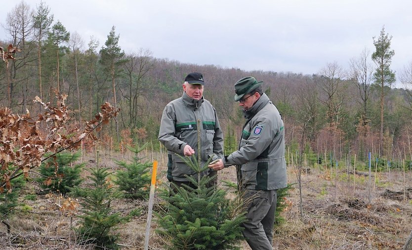 Die Forstwissenschaftler Ulli Klüßendorf und Dr. Horst Sproßmann begutachten einen exotischen Nadelbaum auf einer forstlichen Versuchsfläche der ThüringenForst-AöR in Nordthüringen (Foto: ThüringenForst)