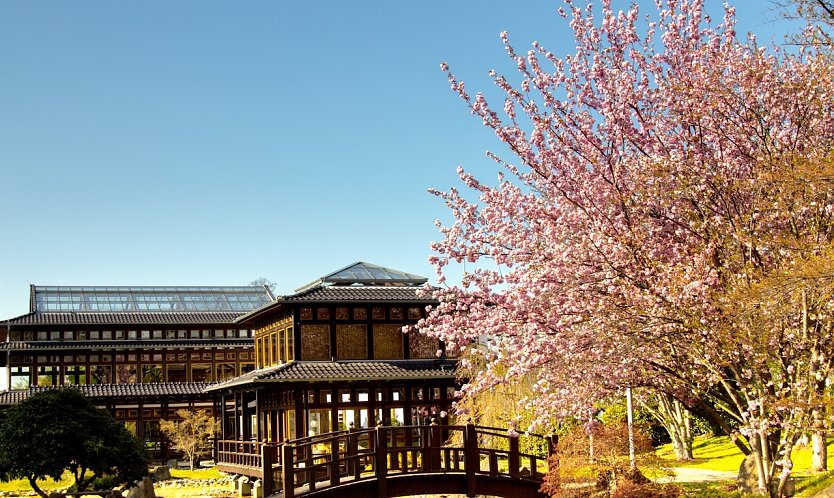 Kirschblüte im Japanischen Garten Bad Langensalza (Foto: © Silvester Goldau)