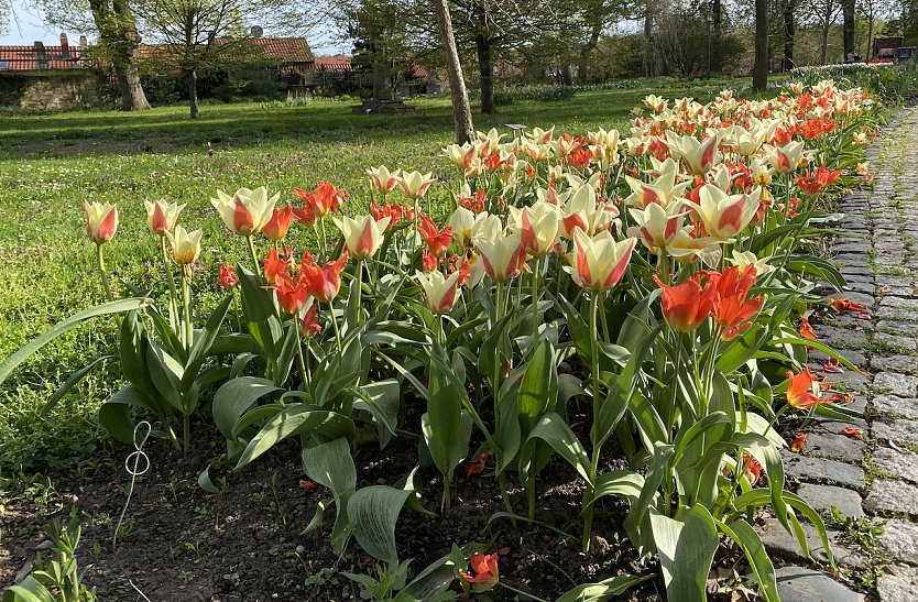 Tulpenpracht im Arboretum Bad Langensalza (Foto: oas)