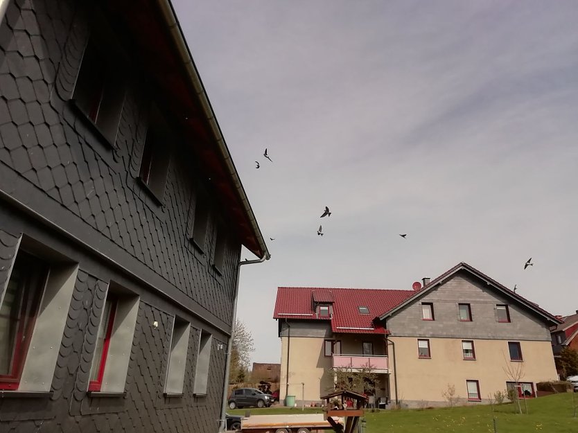 In Sophienhof konnte man heute die ersten geflügelten Saisongäste begrüßen (Foto: W. Jörgens)