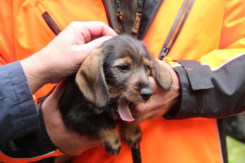 icht selten können die Kinder besondere Gäste bei den Waldjugendspielen begrüßen: Hier ein Teckelwelpen (Foto: ThüringenForst-AöR)