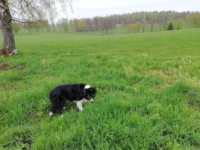 „Ist der Mai kühl und nass, fülls dem Bauern Scheun und Fass“. Heute 13 Grad, Regen und leichter Wind in Sophienhof (Foto: W. Jörgens)