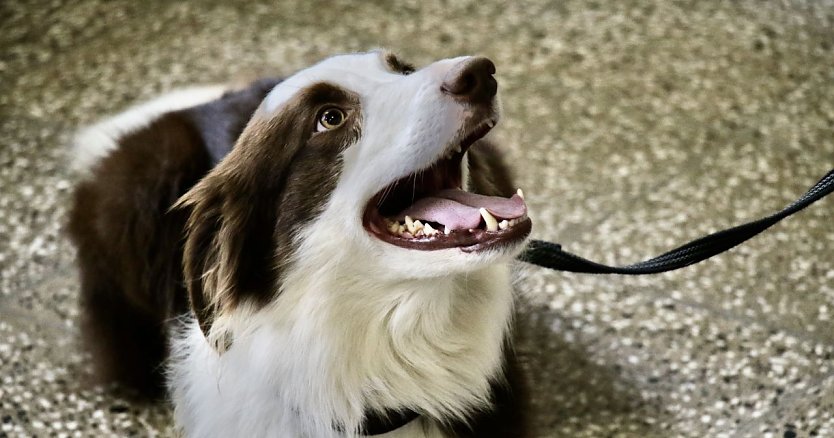 Polizeihund Kevin hat noch ein paar Dienstjahre vor sich, aber wenn die einmal vorbei sind, wird es für den verdienten Polizisten auf vier Pfoten nun auch eine kleine Rente geben (Foto: agl)