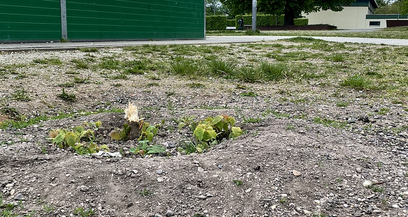 Von dem zwei Meter Baum ist nicht mehr viel übrig (Foto: Regelschule Petersberg)