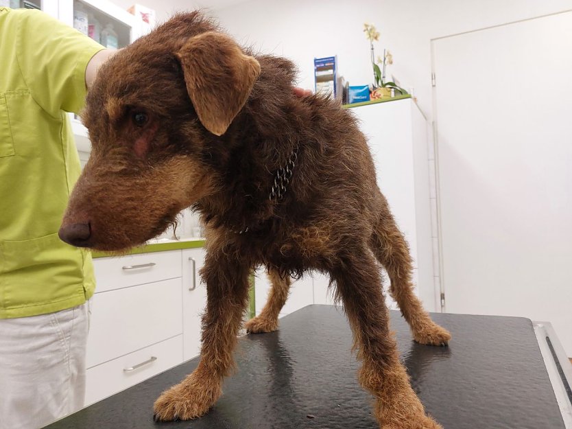 Der herrenlose Jagdhund ist im Tierheim Nordhausen untergekommen (Foto: Stadt Sondershausen)