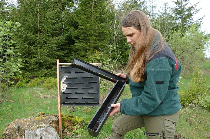 Försterin Marion Petrik kontrolliert nahe Schulenberg im Oberharz eine Borkenkäferfalle. Die Forstfrau  verantwortet das Monitoring im Forstamt Clausthal und wertet wöchentlich die Fangergebnisse aus. (Foto: Niedersächsischer Landesforst)