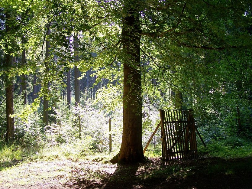 Auf dem Weg zum Naturwald: Weiß-Tannen-Verjüngung neben Altbuchen und Altfichten (Foto: Dr. Horst Sproßmann)