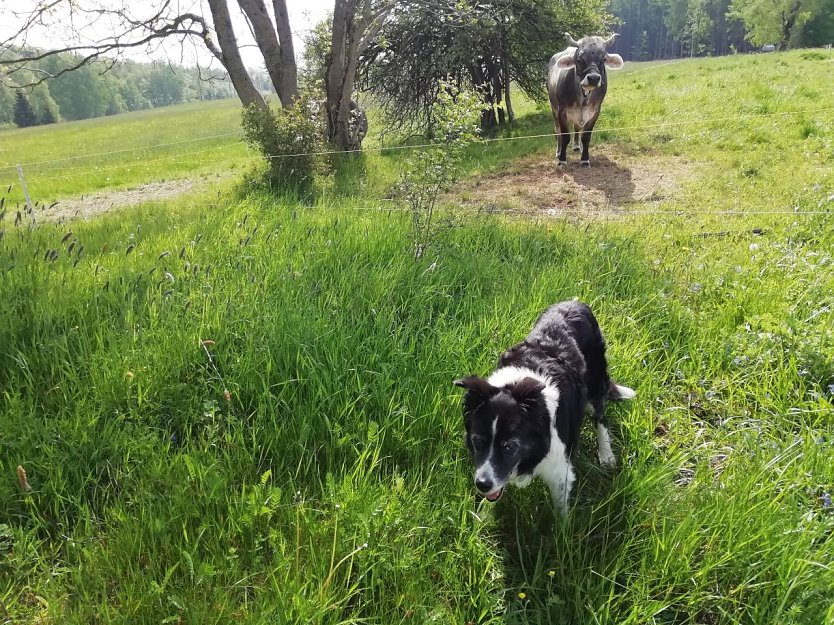 In Sophienhof genießen auch die Vierbeiner das vorsommerliche Wetter (Foto: W. Jörgens)