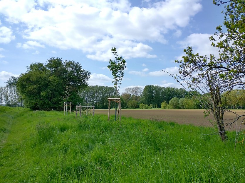 Baumpflanzungen bei Rockensußra (Foto: Eileen Rehfeld)