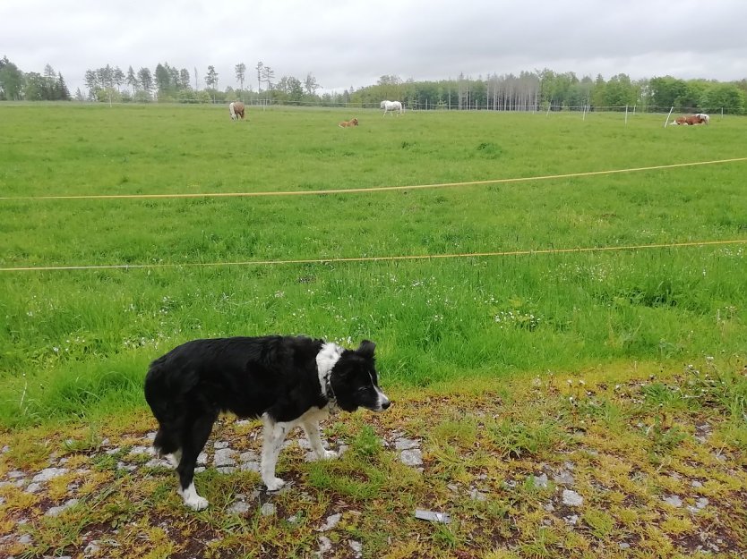 Für unsere Wetterhündin Cira war der Spaziergang in Sophienhof heute nicht so angenehm wie zuletzt: 13 Grad bei leichtem Wind und sich anbahnendem Regen  (Foto: W. Jörgens)