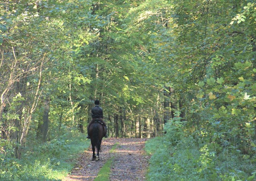 Einsamer Reiter im Wald  ein freilaufender, plötzlich auftauchender Hund kann beim Pferd zum Schreckreflex führen mit ggf. gefährlichen Folgen für Ross und Reiter (Foto: Dr. Horst Sproßmann)