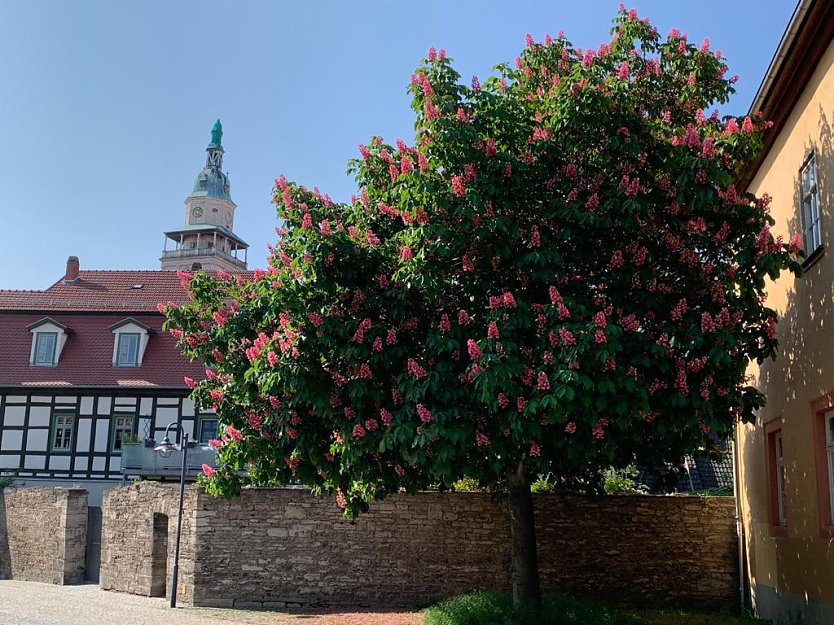 Kastanie im Schlosshof mit Blick auf die Marktkirche (Foto: Eva Maria Wiegand)