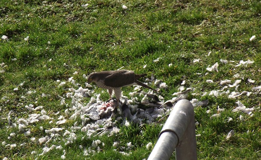 Quasi vor der Haustür schlug ein Habicht kürzlich auf dem Hinterhof der Hardenbergstraße 14 bis 18 eine Taube. Der Habicht, Grifftöter, jagt nicht wie der Wanderfalke (Bisstöter) ausschließlich Tauben.                                                 (Foto: Kurt Frank)