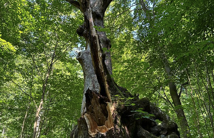 Der 400 Jahre alte "Großmutter"-Baum am Kohnstein  (Foto: Steffen Iffland)
