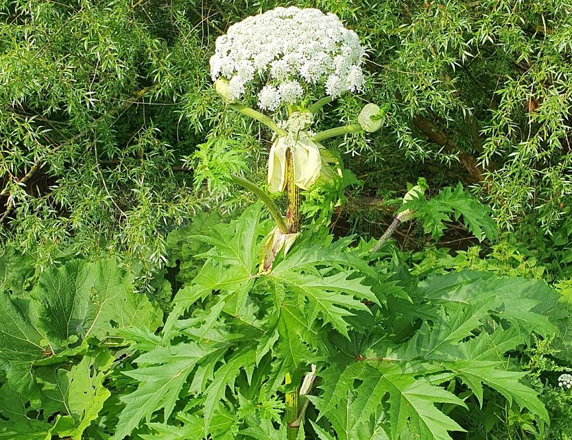 Riesenbärenklaupflanze (Foto: Landratsamt)