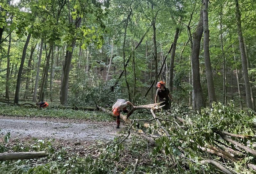 Verkehrssicherung im Nationalpark (Foto: Nationalpark Hainich)