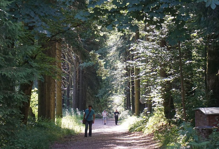Laubholzreiche Mischwälder bieten an Hitzetagen dem Waldbesuchenden kühlere Temperaturen als reine Nadelforste (Foto: Horst Sproßmann)