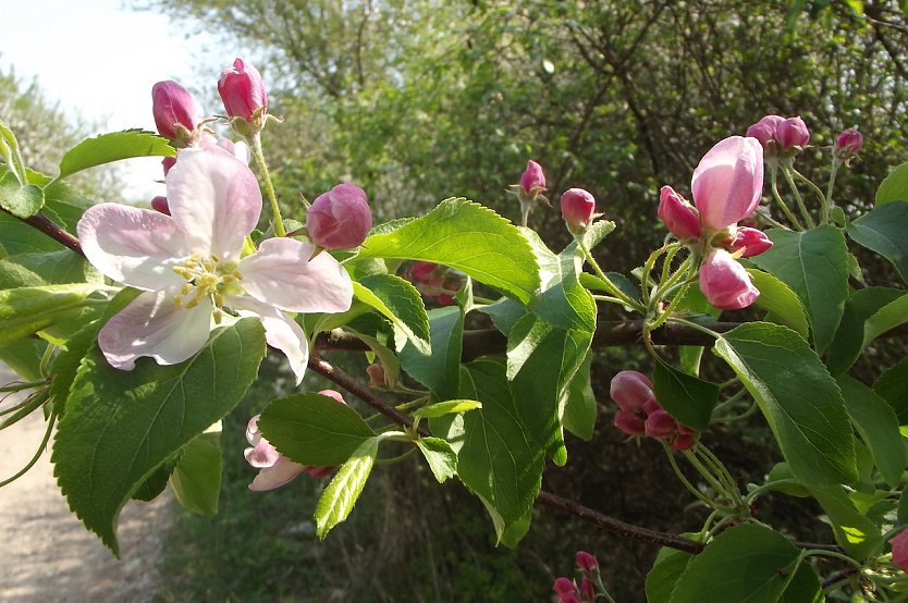 Apfelblüte im Roßmannsbachtal (Foto: Silke Staubitz)