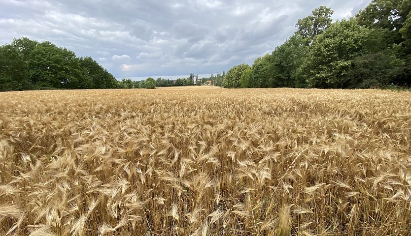 Getreidefeld bei Bad Langensalza (Foto: oas)