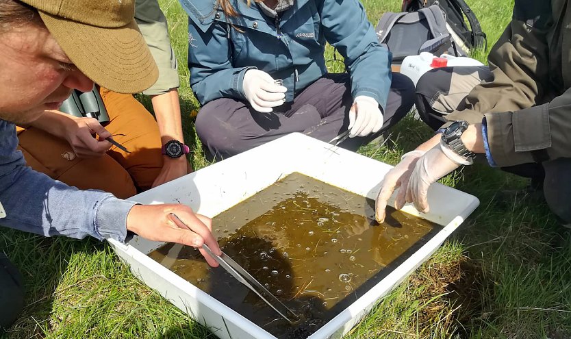 Auf den Weideflächen des Nationalparks Hainich wird derzeit die Dungkäferfauna genau unter die Lupe genommen. (Foto: Nationalpark )