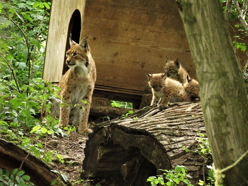 Katja und ihr Nachwuchs (Foto: John Crusius)