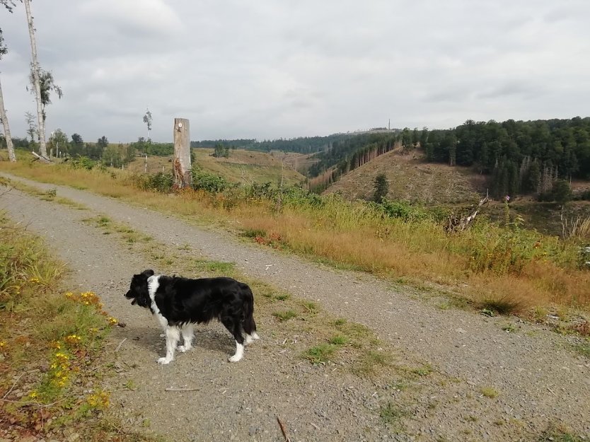 Leicht bewölkt aber angenehm: so zeigte sich das Wetter heute morgen in Sophienhof  (Foto: W. Jörgens)