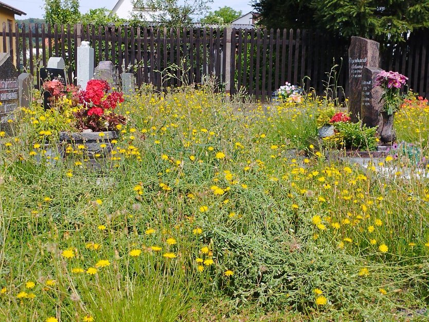 Wildwuchs auf dem Friedhof in Woffleben (Foto: Nicole Degenhardt)