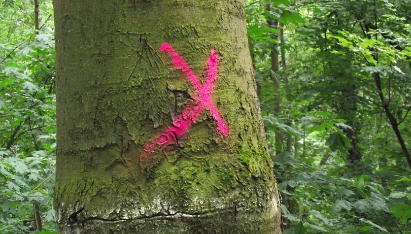 Rotes Kreuz bedeutet "Fällung" (Foto: Kurt Frank)