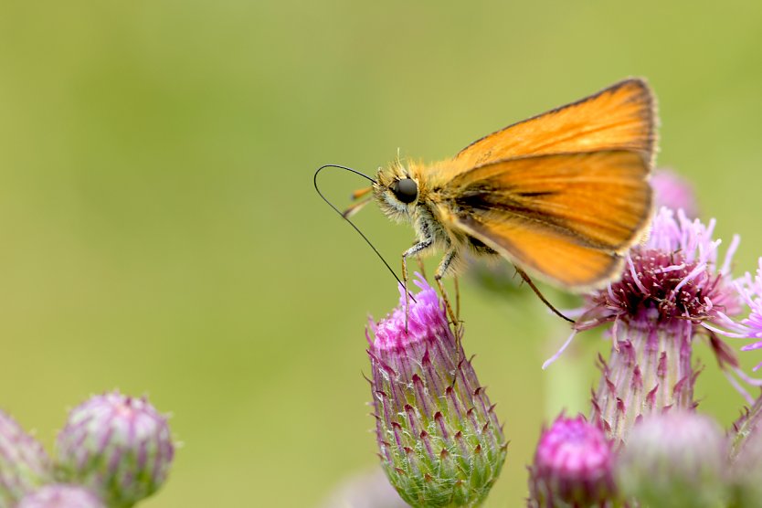 Schwarzkolbiger Braun-Dickkopffalter (Thymelicus lineola).jpg (Foto: LPV)