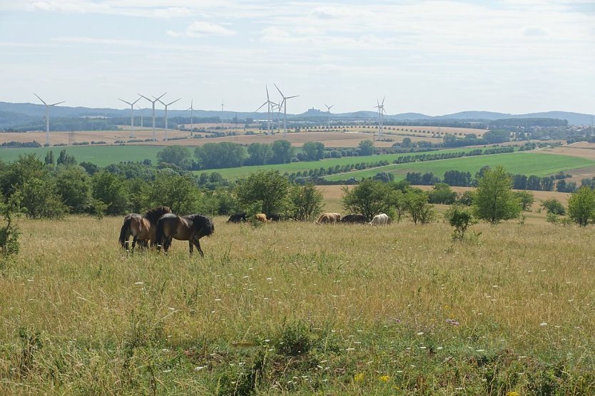 Naturnahe Beweidung mit Exmoor-Pferden und Robust-Rindern auf Offenlandflächen im Nationalpark Hainich (Foto: Dr. Alois Kapfer)