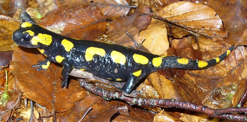 Der Feuersalamander fühlt sich in den feuchten Laubmischwäldern des Thüringer Mittelgebirges wohl. Der fortschreitende Klimawandel wird sein heutiges Verbreitungsgebiet einschränken (Foto: Horst Sproßmann)