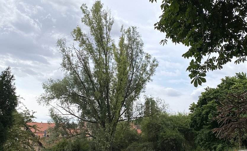 Der Juli bleibt bis zum Ende wenig sommerlich (Foto: oas)