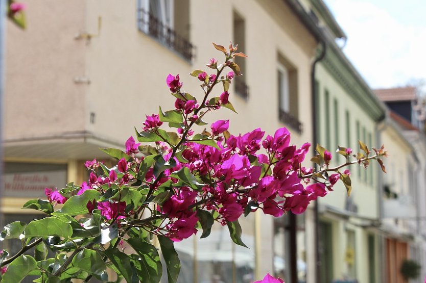 Sommer in Bad Frankenhausen (Foto: Eva Maria Wiegand)