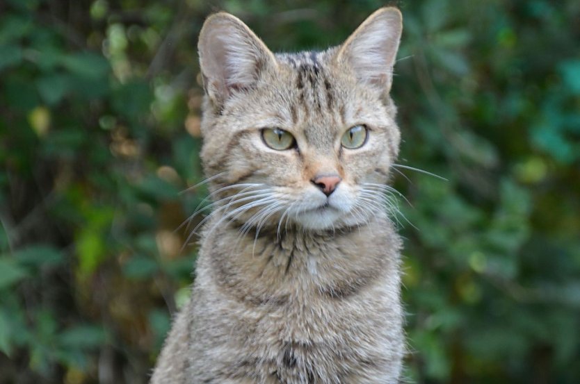 Wildkater Waro wartet (Foto: Dr. Katrin Vogel)