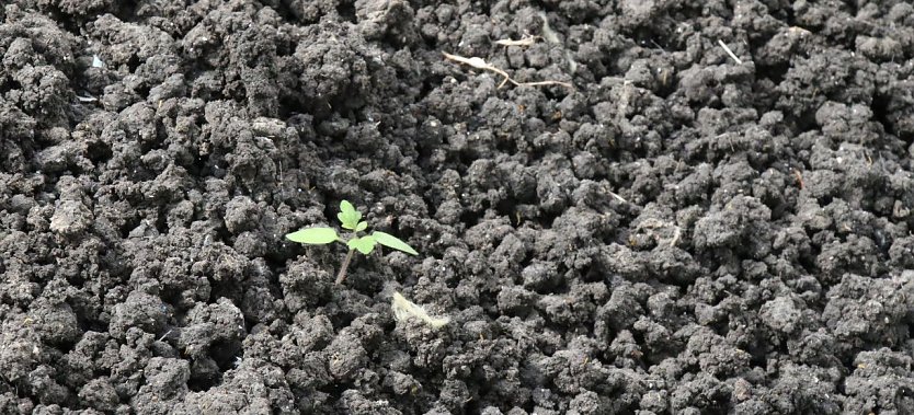 Unbehandelt ist Klärschlamm zwar passabler Dünger, leider aber auch mit zahlreichen problematischen Stoffen durchsetzt (Foto: agl)