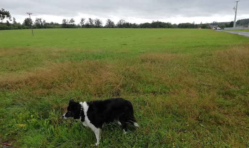 Fast wie im Herbst, meldet Sophienhof heute bei 13 Grad und unangenehmem Wind (Foto: W.Jörgens)