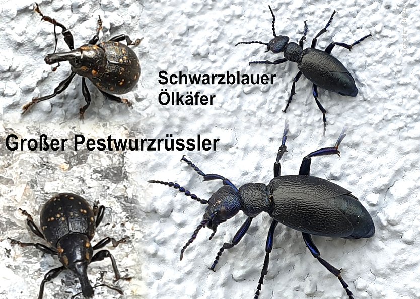 Collage der beschriebenen Käfer (Foto: Joachim Retzek)